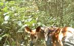 Un okapi découvert au Congo