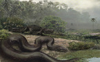 Un serpent d'une tonne vivait en Colombie il y a 55 millions d'années