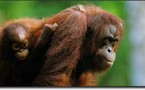 Une importante population d’orangs-outans découverte dans une région sauvage d’Indonésie