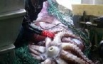 Le plus grand calmar géant jamais découvert