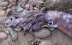 Un calmar géant découvert au large de la côte de la Californie
